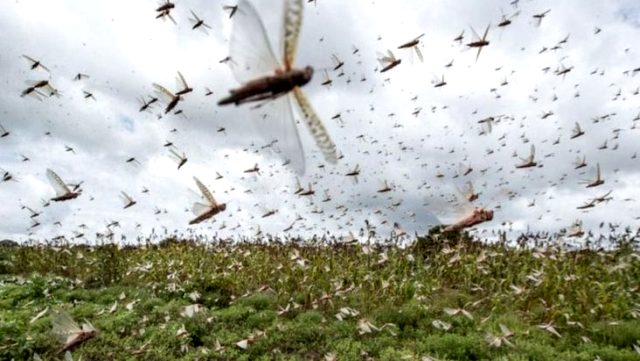 Çöl çekirgeleri Şemzînan’da