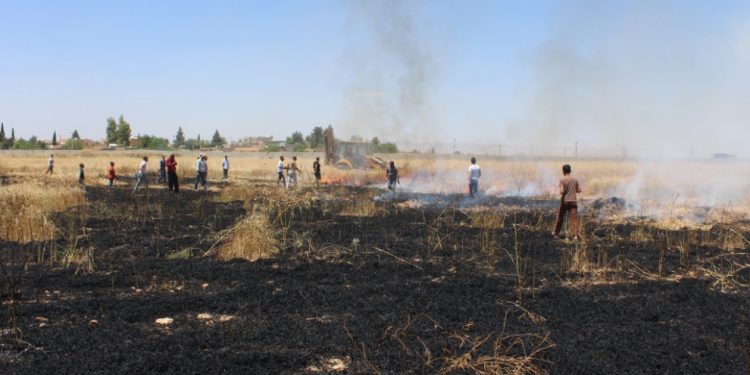 İşgalci Türk devleti Rojava’da tarım arazilerini ateşe verdi