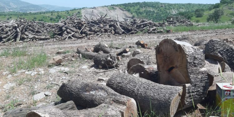 İşgalci TC kalekol için binlerce ağacı kesti