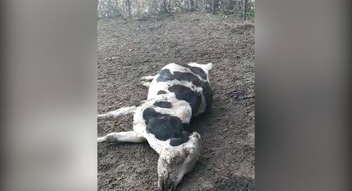 İşgalci Türk askeri helikopterden hayvanları taradı!