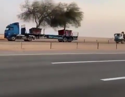 İşgalci Türk devleti ağaçları çaldı!