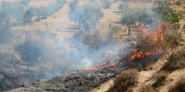 İşgalci TC, Efrîn’de ormanlık alanları ateşe veriyor