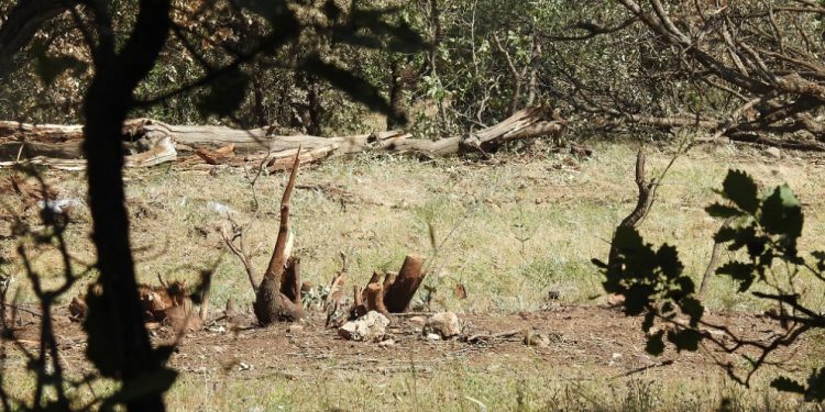 İşgalci TC askerlerinin doğa kırımı; Avaşîn’de ağaçlar kesiliyor