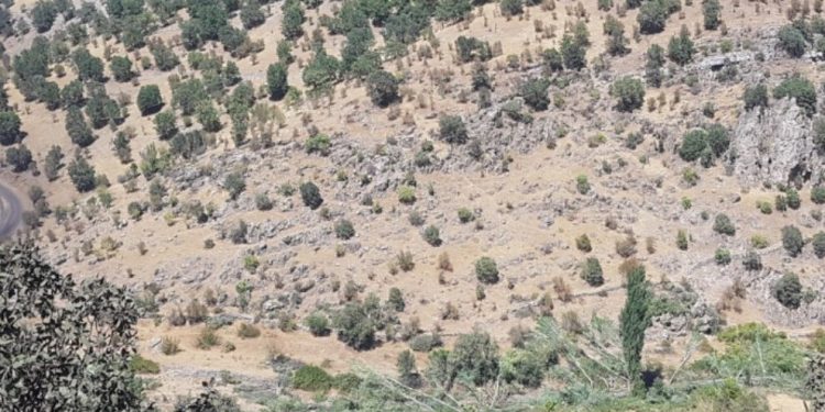 İşgalci TC’nin korucuları asırlık ağaçları kıyımdan geçiriyor