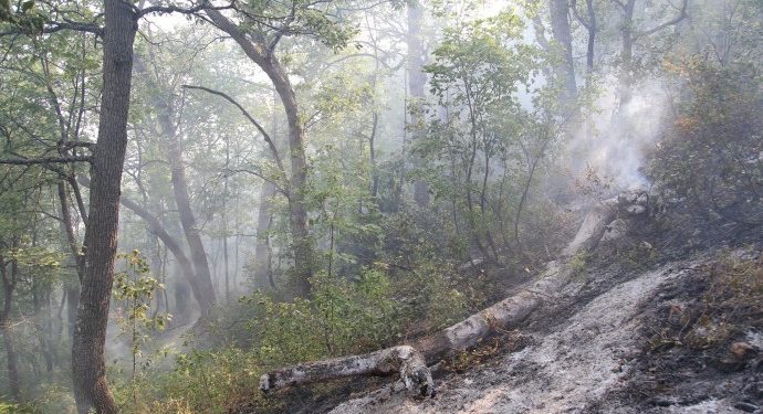 Yüzlerce yıllık meşe ağaçlarından geriye küller kaldı