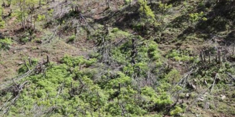 Şenyayla’da ağaç kıyımı yaşanıyor