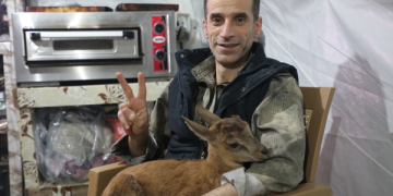 İşgalci TC’nin bombardımanları sonucu yaralanan hayvanları gerilla tedavi ediyor