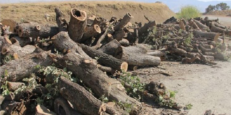 Sınıflı devletli sistem insanı ve doğayı tanınmaz hale getirmiştir