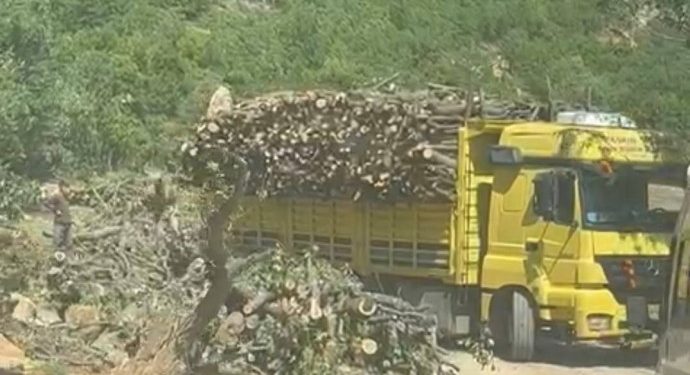 İşbirlikçi Korucular Herekol’da ağaç kesiyor