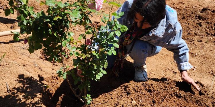 Genç Kadınlar Birliği Kobanê’de Ekoloji hamlesi başlattı